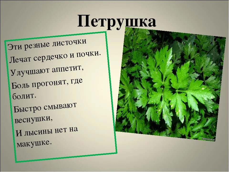 Травянистые растения петрушка. Петрушка растение с корнем. Корень корневой петрушки. Что значит петрушка. Омонимы для дошкольников.