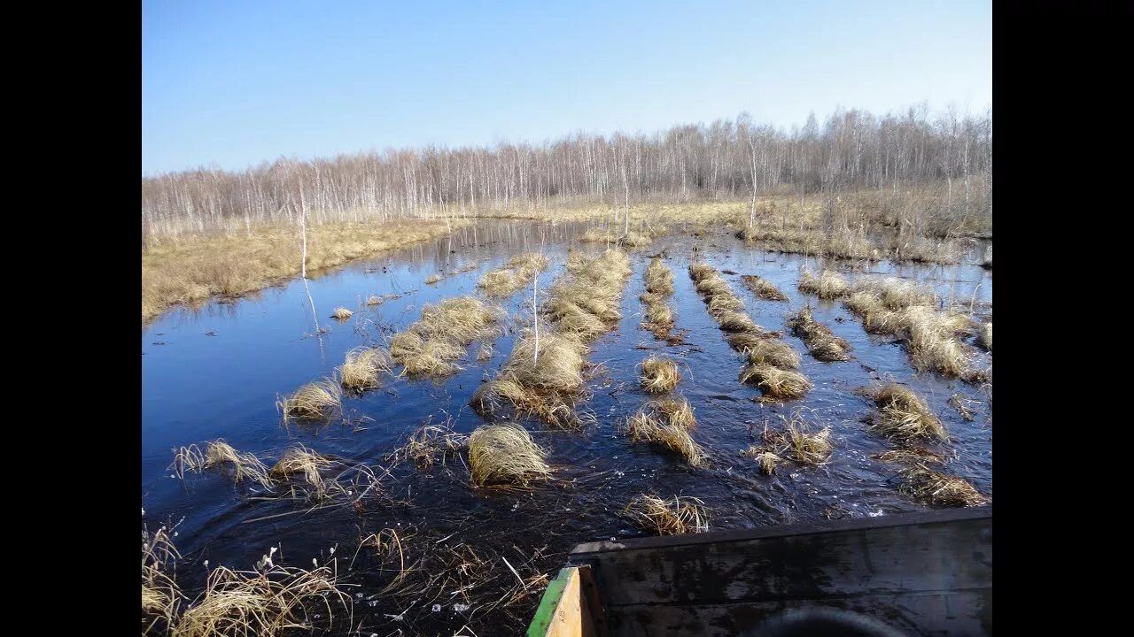 Дача занимая широкую и болотистую впр. Васюганские болота заброшенные деревни. Болото России. Васюганские болота в Новосибирской области. Головинские болота.