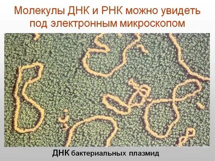 Можно днк