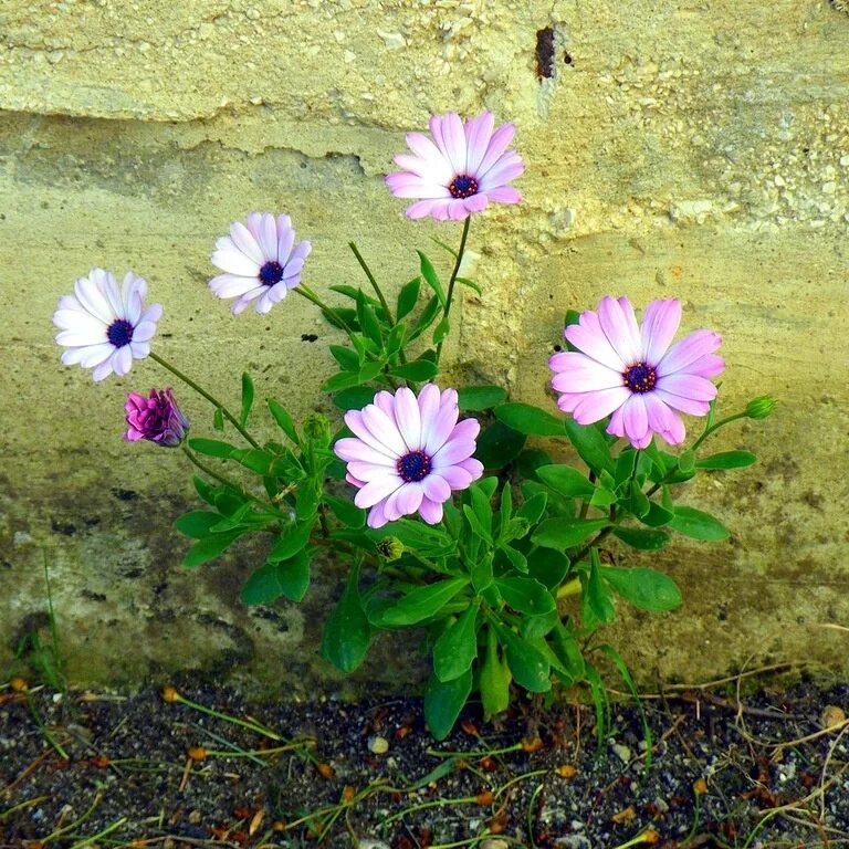 диморфотека однолетник. остеоспермум атилла. диморфотека выращивание. диморфотека тетра поларштерн. диморфотека тетра голиаф.