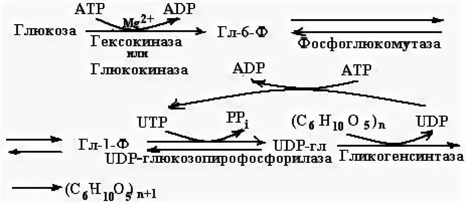 Расщепление крахмала начинается в