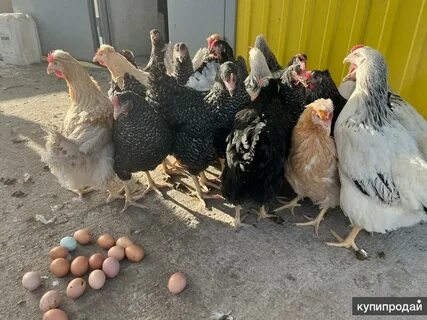 Куры воронежская