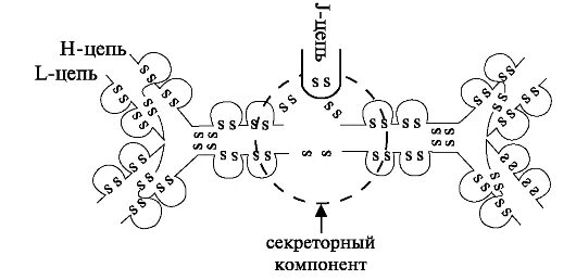 Схема секреторного иммуноглобулина а. Схема строения секреторного иммуноглобулина а. Секреторный иммуноглобулин а строение. Строение и механизм формирования секреторного iga.. Иммуноглобулин слизистых оболочек