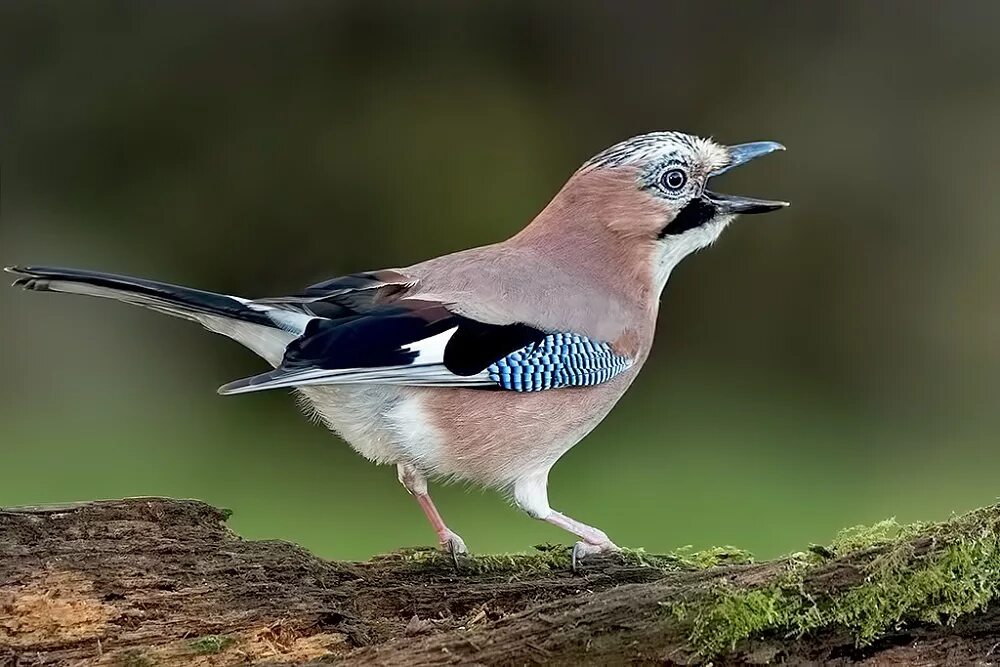 Голос зверей и птиц. Со́йка garrulus glandarius. Сойка пересмешница птица. Востроглазая Сойка. Сойка обыкновенная.