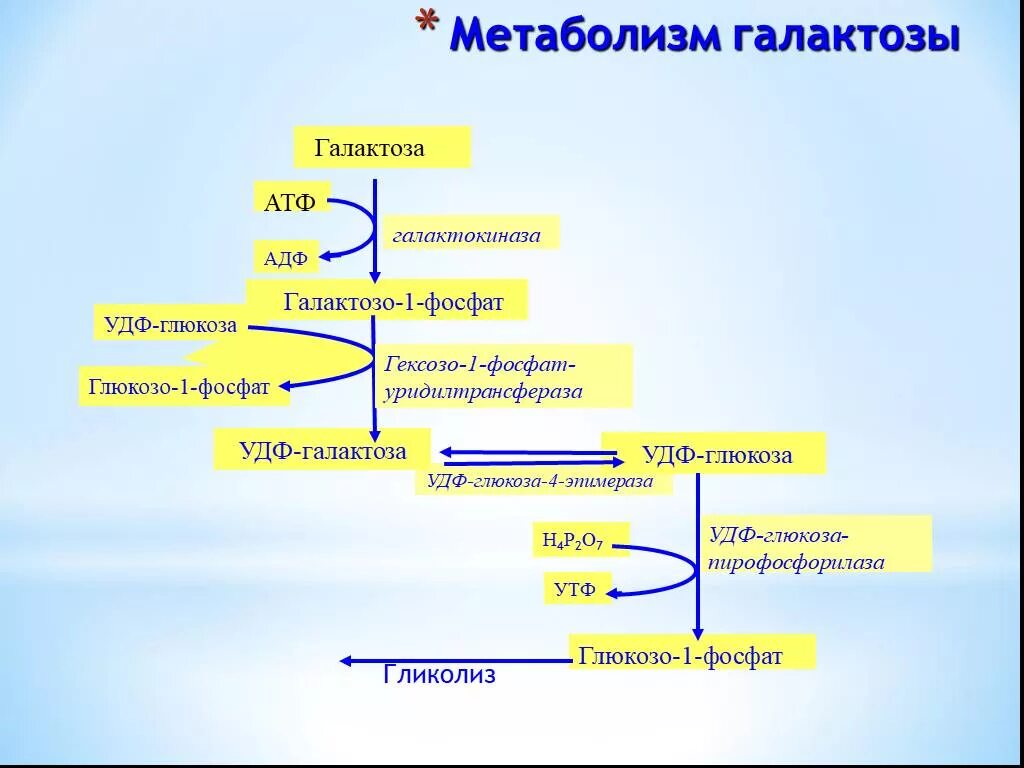 Схема обмена галактозы. Взаимопревращения фруктозы-Глюкозы-галактозы схема. Галактоза 1 фосфат уридилтрансфераза. Схема метаболизма галактозы. Превращение фруктозы