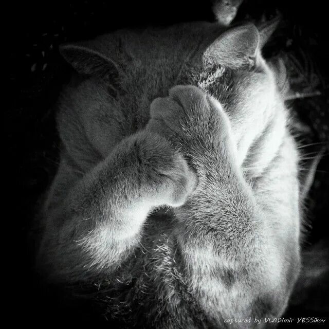 Кот закрыл рот лапой. Кот закрывает лапой морду. кот закрыл глаза. кот прикрывший лапками морду. кот закрывает лапами мордочку.