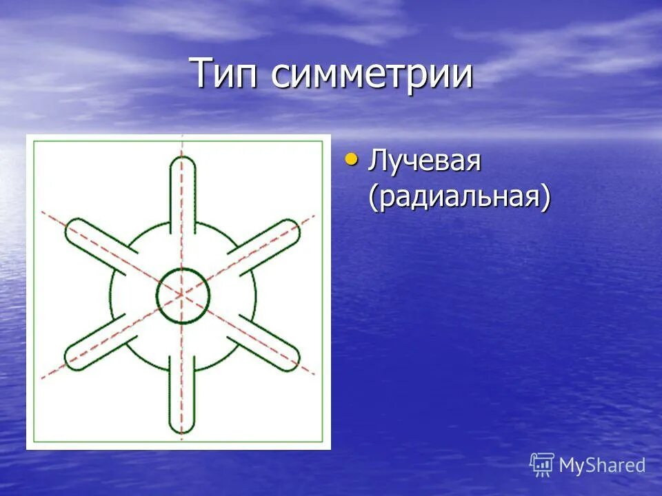 лучевая симметрия гидры. лучевая симметрия кишечнополостных. чертеж радиально-лучевой симметрии. лучевая симметрия медузы. четырех лучевая симметрия.