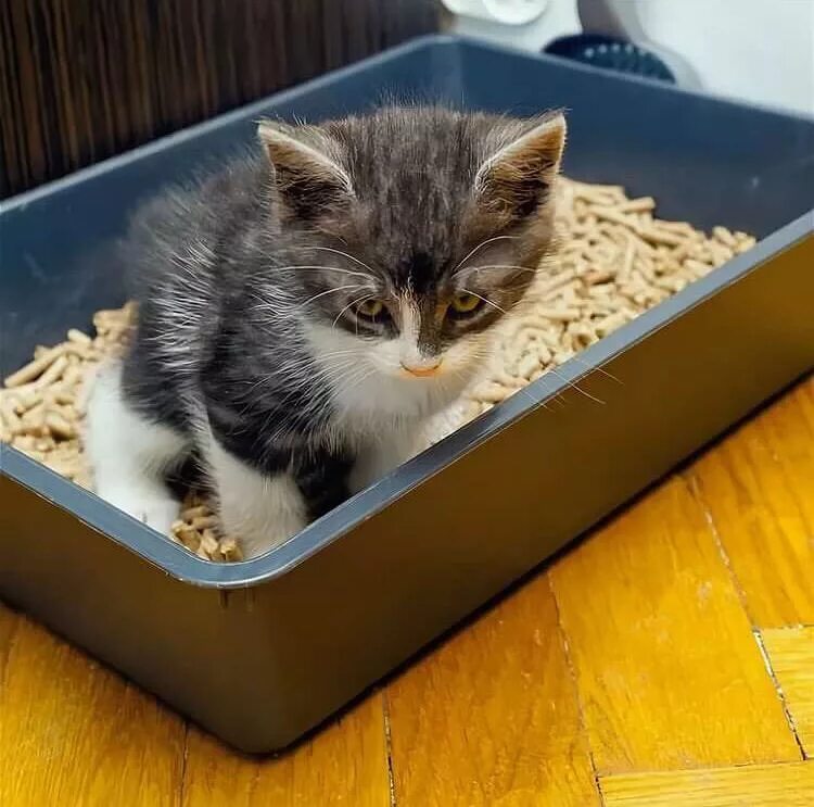 Как приручить котенка к лотку
