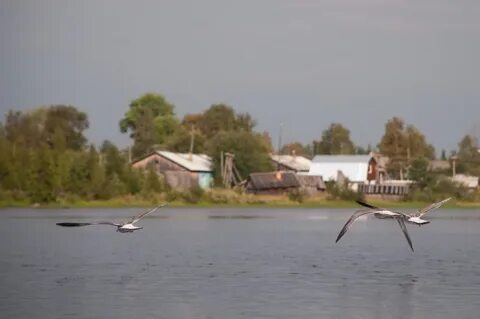 Лапино карелия