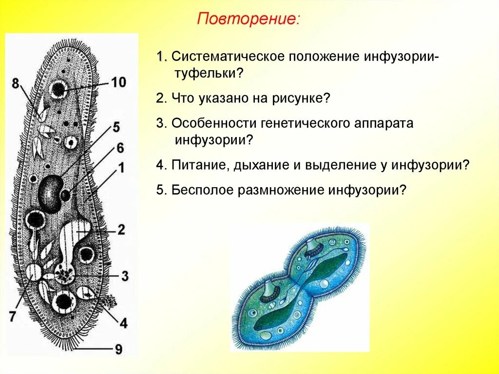 Какие вакуоли у инфузории туфельки. Подцарство инфузории туфельки. Тип питания инфузории. Инфузория туфелька Тип питания. Инфузория туфелька порошица.