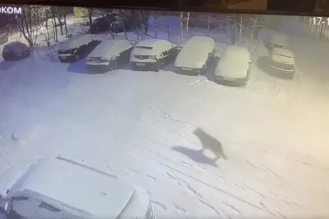 Олтелеком
