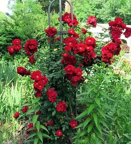 Роза корсар фото и описание отзывы Галерея Roter Korsar (KORromalu, Red Corsair, Temptress ) Энциклопедия роз