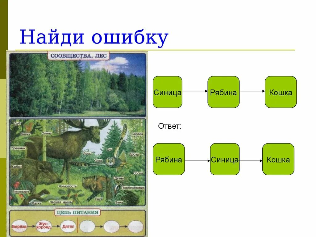 Найдите ошибки в тексте пищевые цепи. Пищевая цепь сообщества лес. Природное сообщество лес цепи питания. Природное сообщество лес схема. Цепь питания береза.