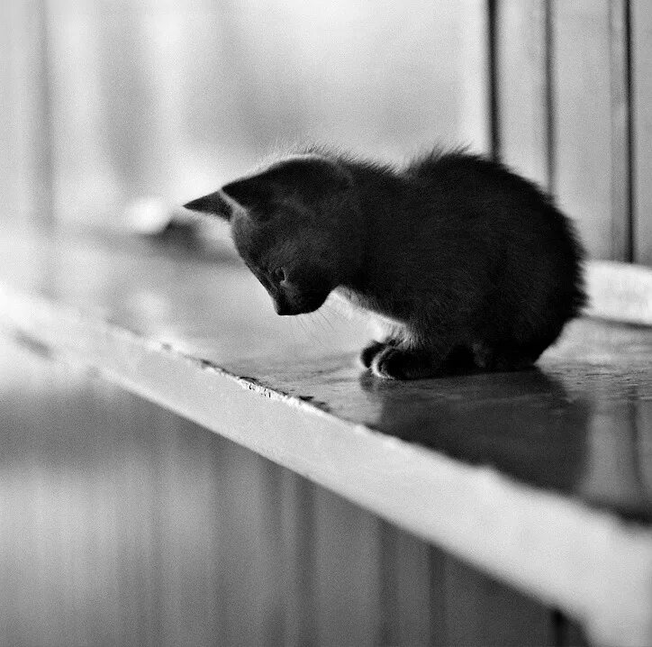 Тоска тоскливый тоскливо. Одинокий котенок. Грусть тоска. Грусть печаль тоска. Одиночество животные.