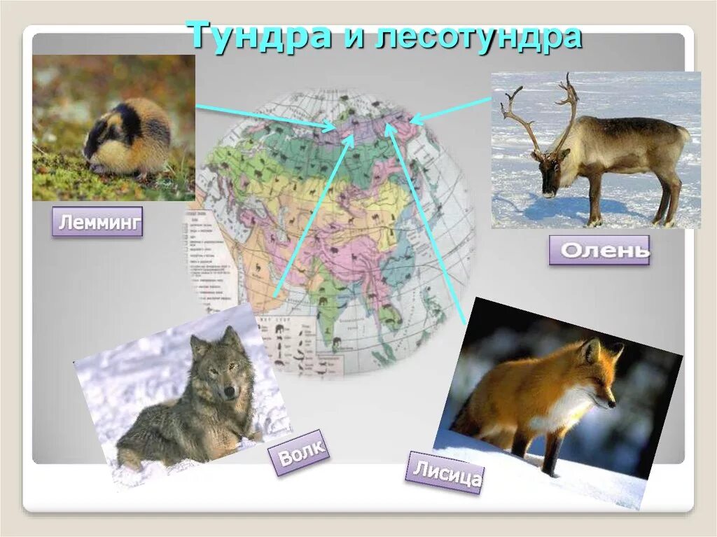 3 животных евразии. Животный мир Евразии. Животный мир тундры в Евразии. Тундра и лесотундра Евразии. Животный мир тундры и лесотундры.