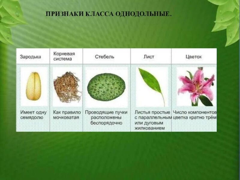 Однодольные какой класс