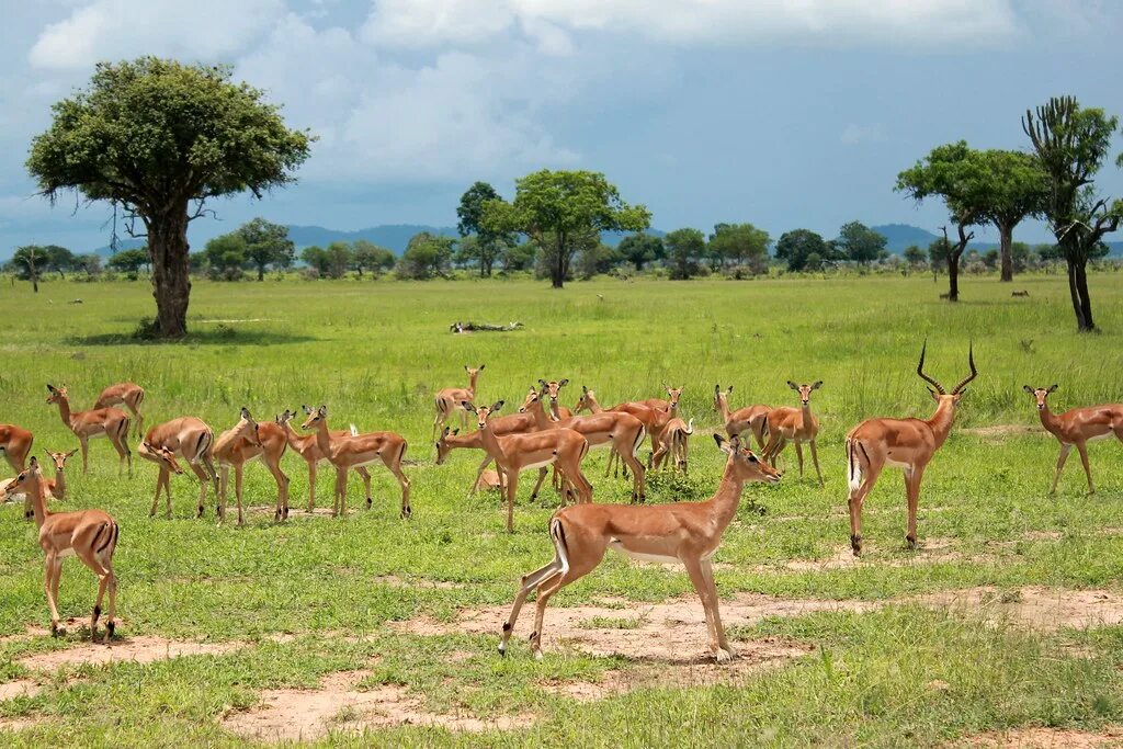 Проект национального парка танзании. Национальный парк Амбосели Кения. Национальный парк Килиманджаро в Танзании. Национальный парк Африки Килиманджаро проект.