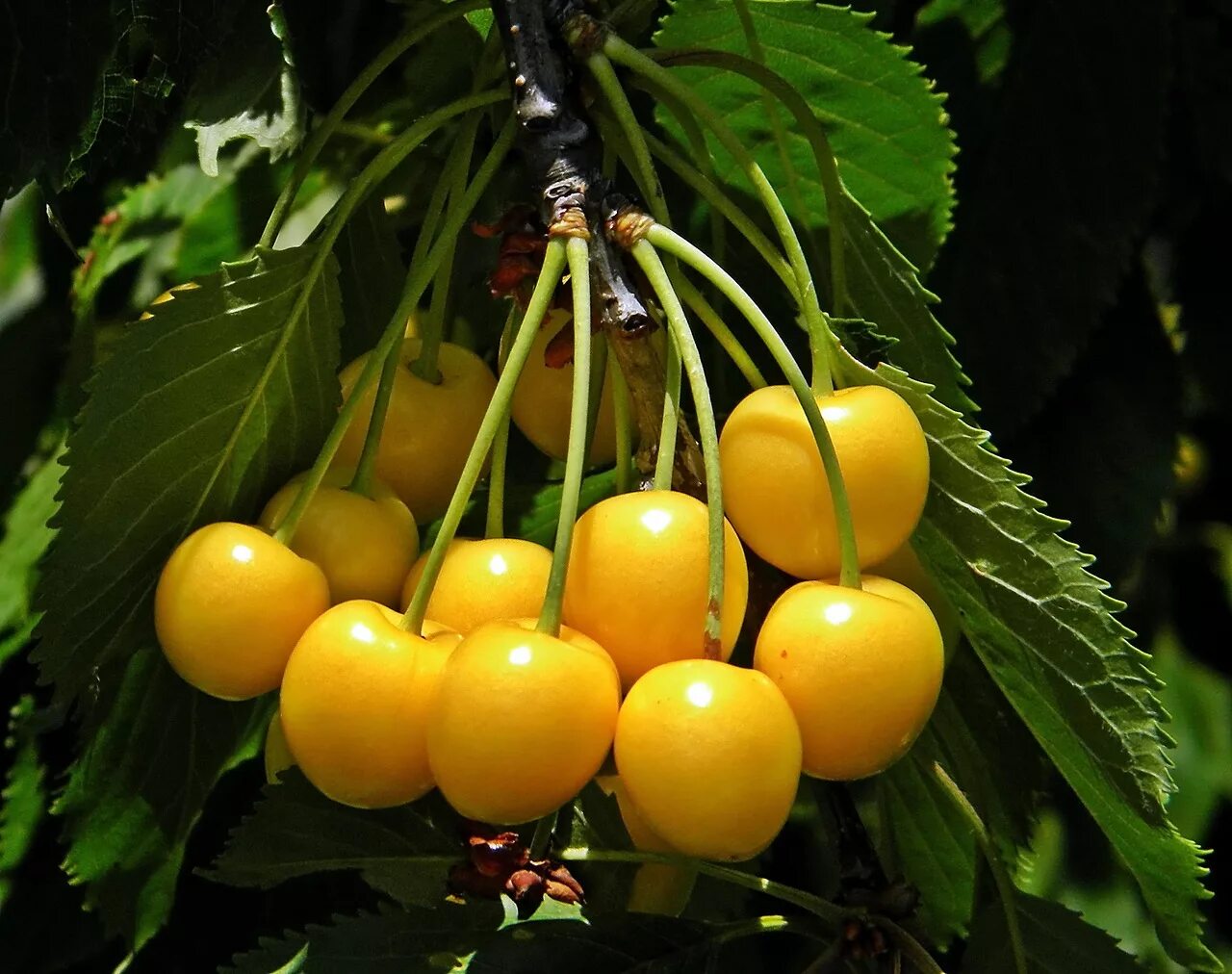 Черешня какой сорт лучше. Черешня Дрогана. Черешня сорт Чермашная. Черешня Дрогана желтая. Черешня Дрогана желтая дерево.