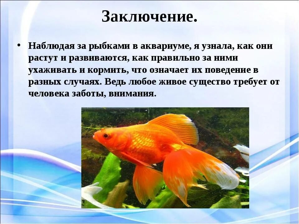 Какие организмы живут в аквариуме 5 класс. Аквариумные рыбки информация. Проект про рыбок. Аквариумные рыбки презентация. Аквариумные рыбки доклад.