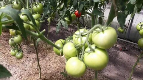 Урожайность томата любаша