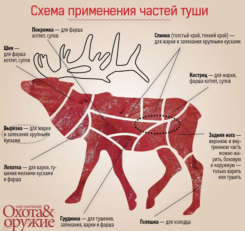 Какая часть лося. Разделка туши оленя схема. Оленина части туши. Части туши лося.