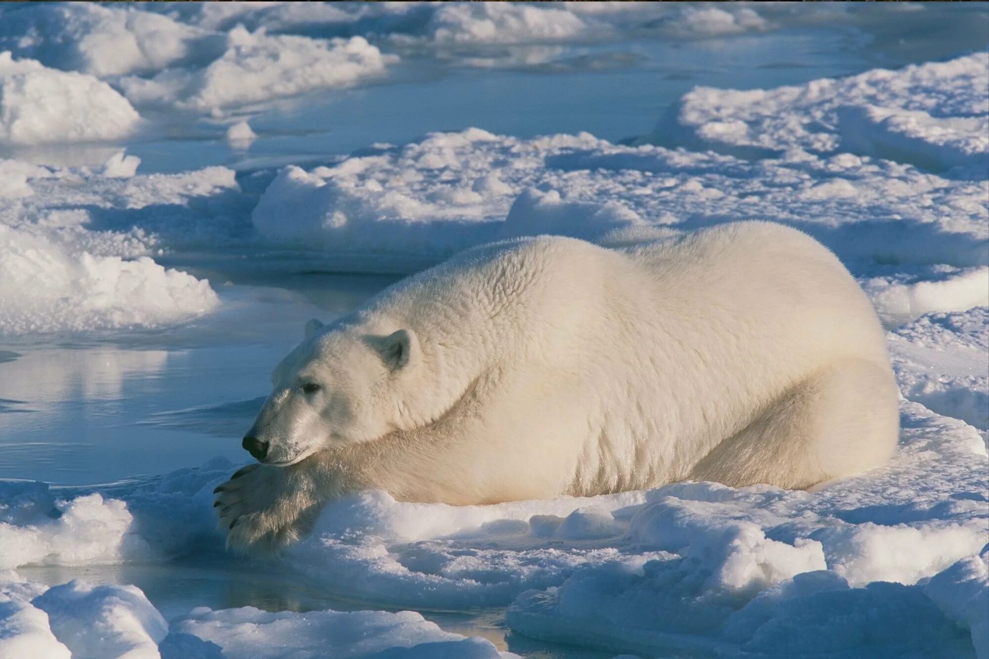 Медведи живут на севере. Белый медведь Ursus maritimus. Белый медведь в Северной Америке. Белый медведь в арктической пустыне. Животные Северной Америки белый медведь.