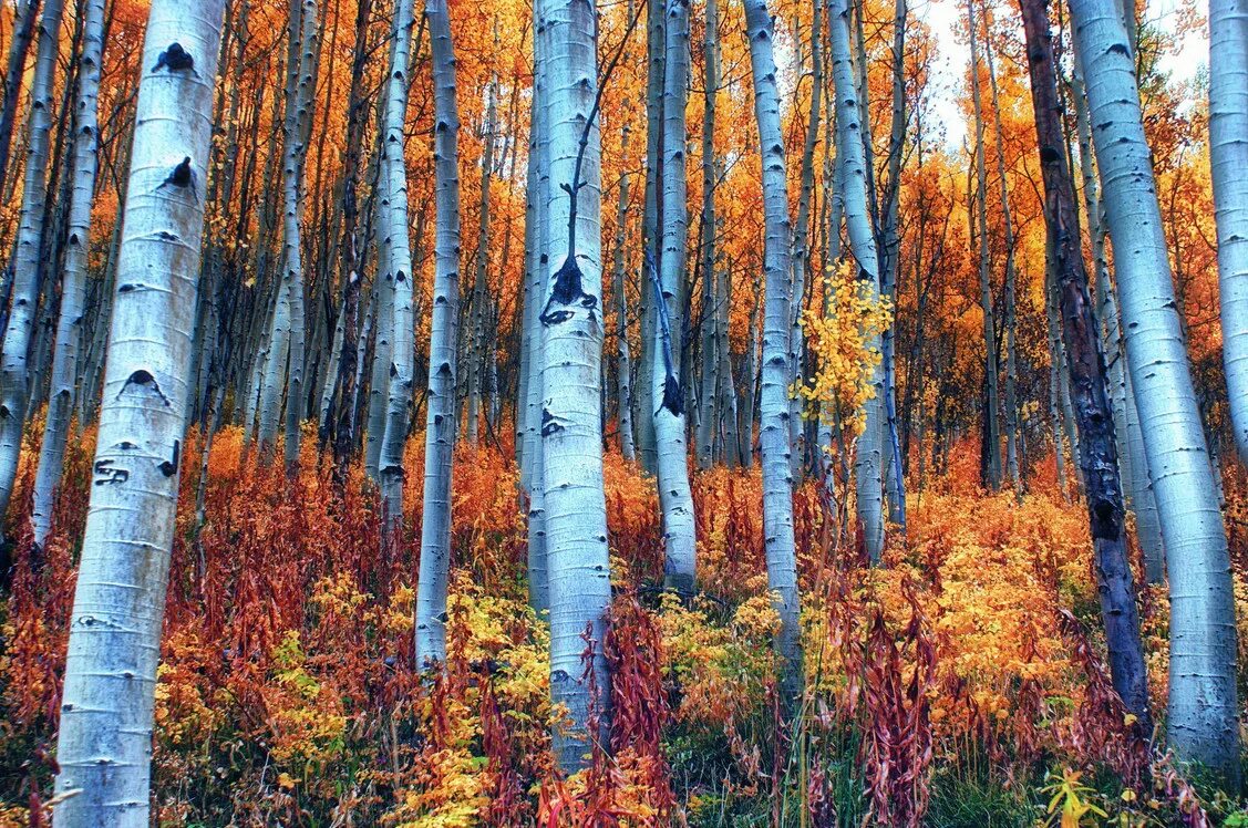 Лес роща бор дубрава. Мелколиственные березовые и березово-осиновые леса урала. Осина в лесу. Леса россии. Осиновый лес смоленск.