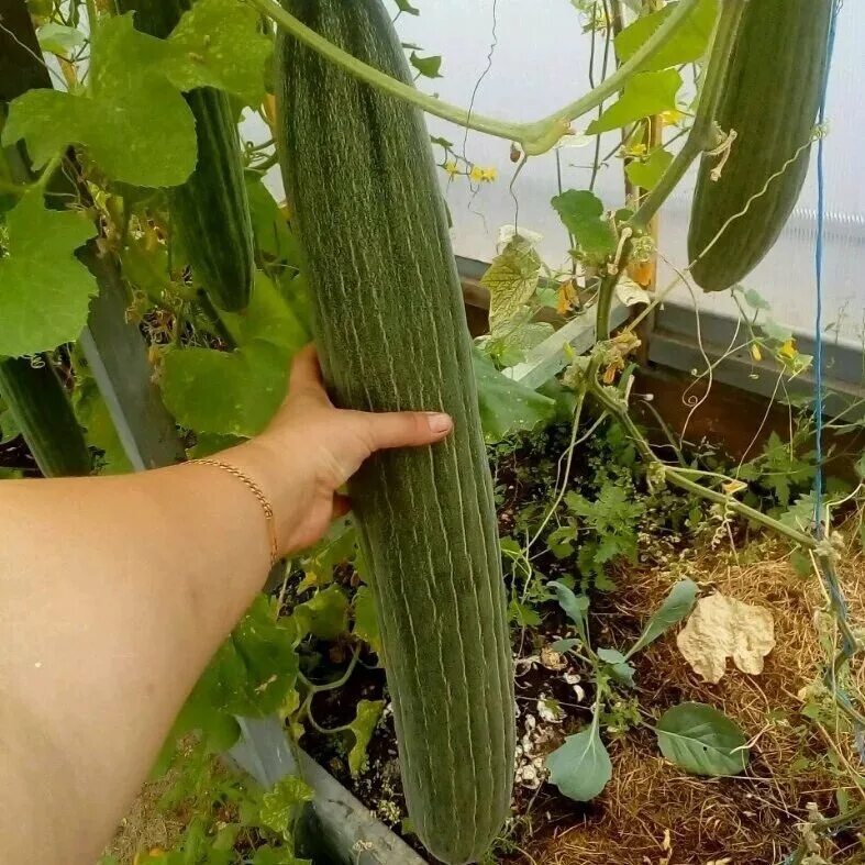 огурдыня нектарин. семена огурец дыня. огурдыня суйо лонг. огурдыня грин бьюти. семена огурец дыня.