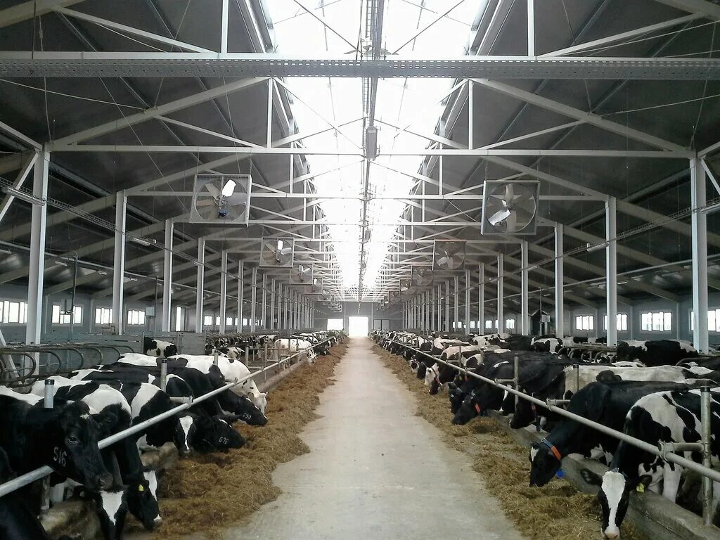 комплекс крс. молочная ферма троицкое курская область. фермы крс мясного направления татарстан. животноводческая ферма коровник. комплекс крс троицкий 2.