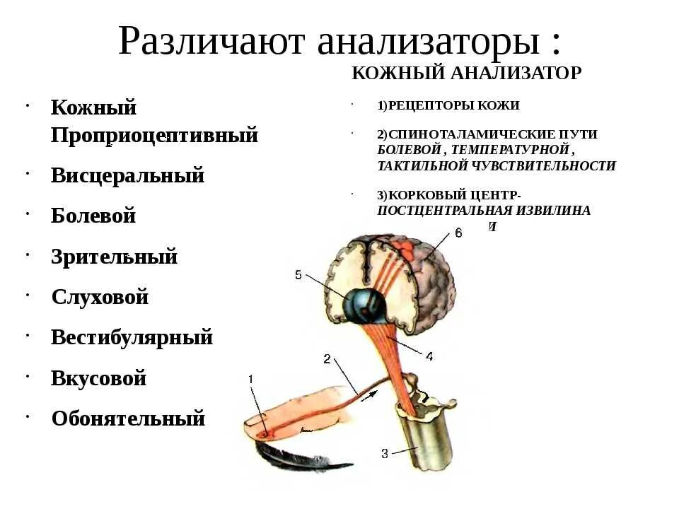 Схема строения кожного анализатора (схема). Рецепторы кожно мышечного анализатора. Схема строения кожного анализатора физиология. Схема строения мышечного анализатора.