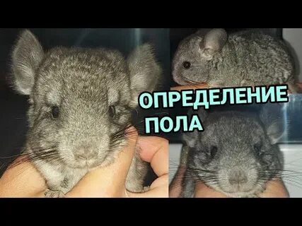 Шиншиллы кто лучше мальчик или девочка
