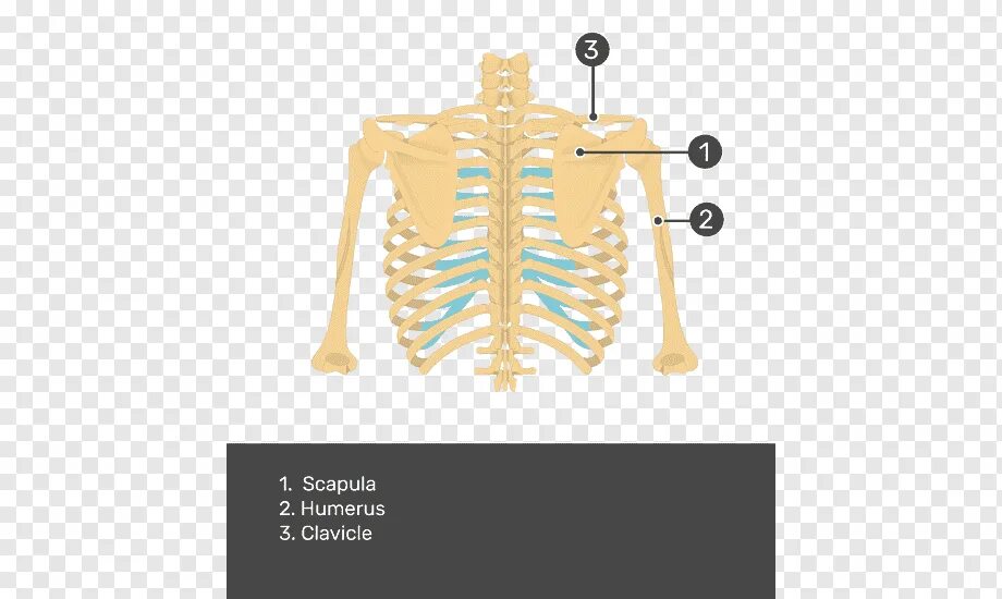 Лопатка кость человека на скелете. Лопатка скелет. Спина лопатки скелет. Скелет человека лопатка. Лопатка анатомия на скелете.