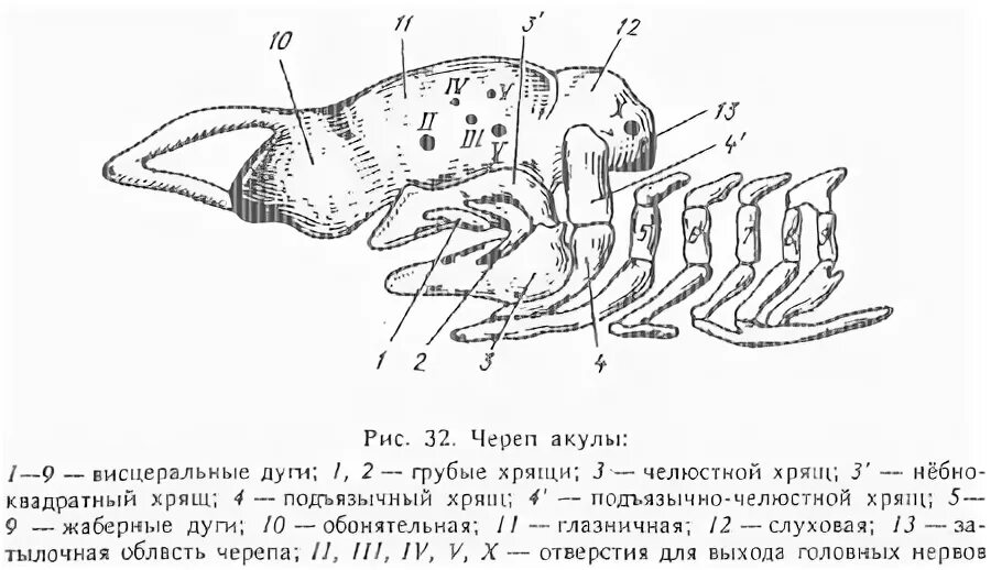 Череп акулы сбоку строение. Строение черепа хрящевых рыб. Схема строения черепа костных рыб. Схема строения черепа судака.