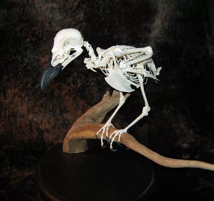 Облегченный скелет. Скелет ворона анатомия. Скелет птицы ворона. Скелет дрозда. Скелет вороны.