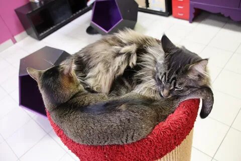 Республика кошек