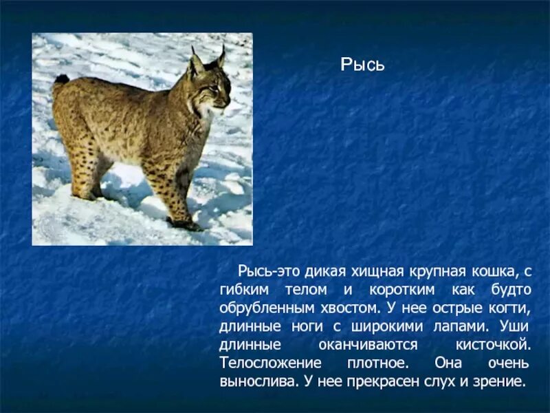 На каком материке живет рысь. Доклад о животных. Рысь описание. Сообщение о животных тайги. Рассказ о рыси.