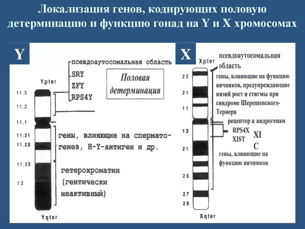 Локализация генов в хромосомах. Локализация Гена в хромосоме. Локализация некоторых генов в хромосомах человека. Гены и хромосомы. Местоположение генов в хромосоме