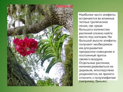 Однодольное растение тропиков