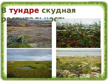 Что такое тундра 4 класс окружающий мир