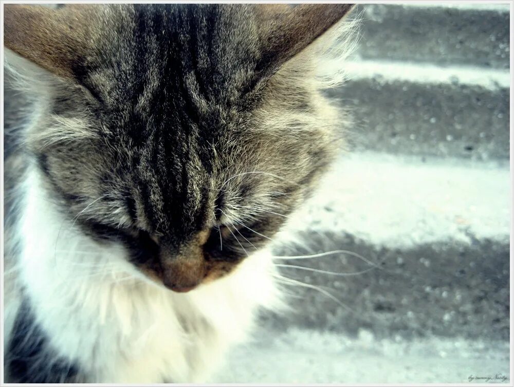 Обидели мышку. Мишка обиделся. Обидели мышку накакали в норку. Мышка обиделась. Кот и мышка.