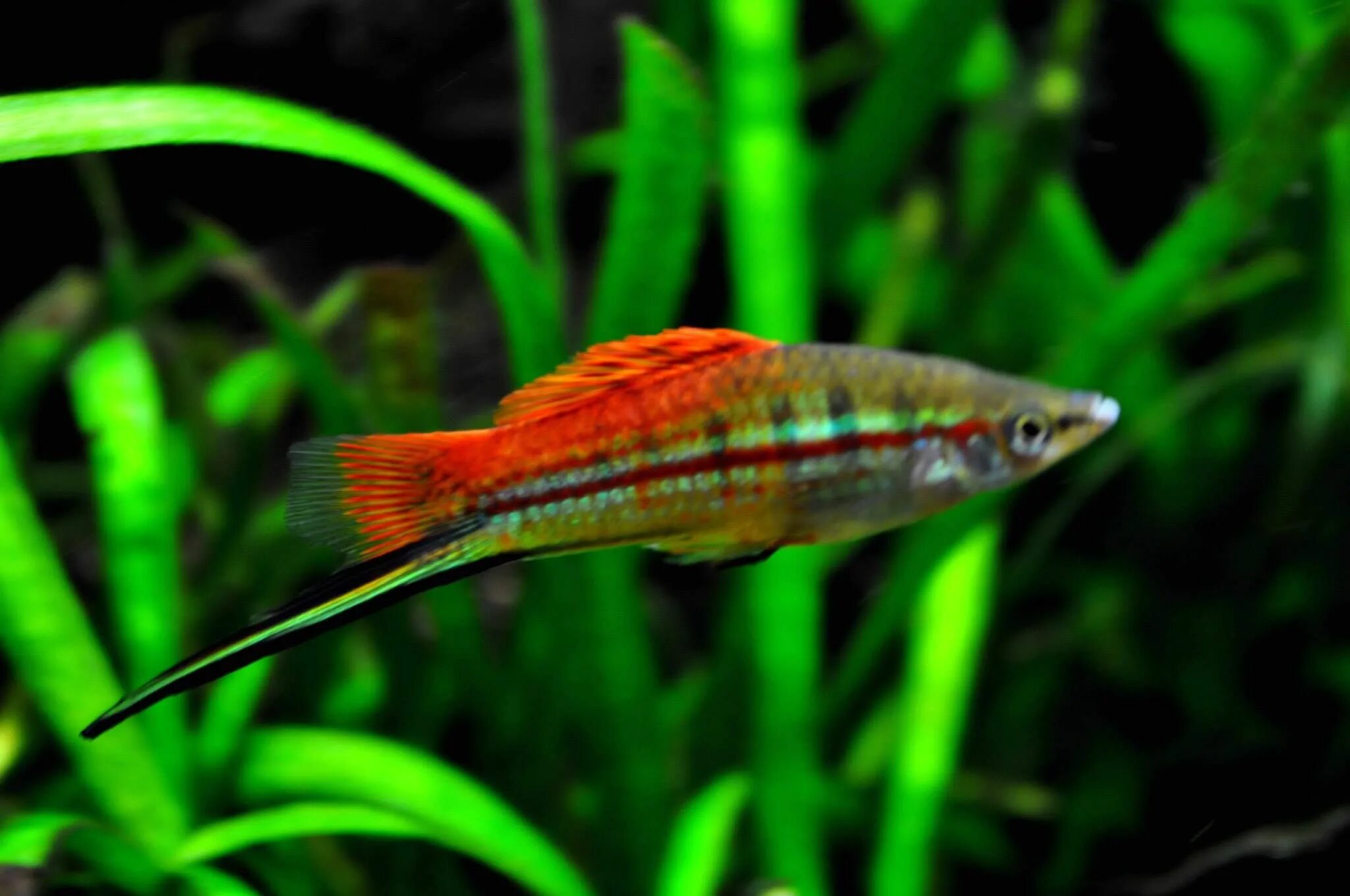 Зеленый меченосец фото Меченосец Геллера зеленый (Xiphophorus helleri Green)