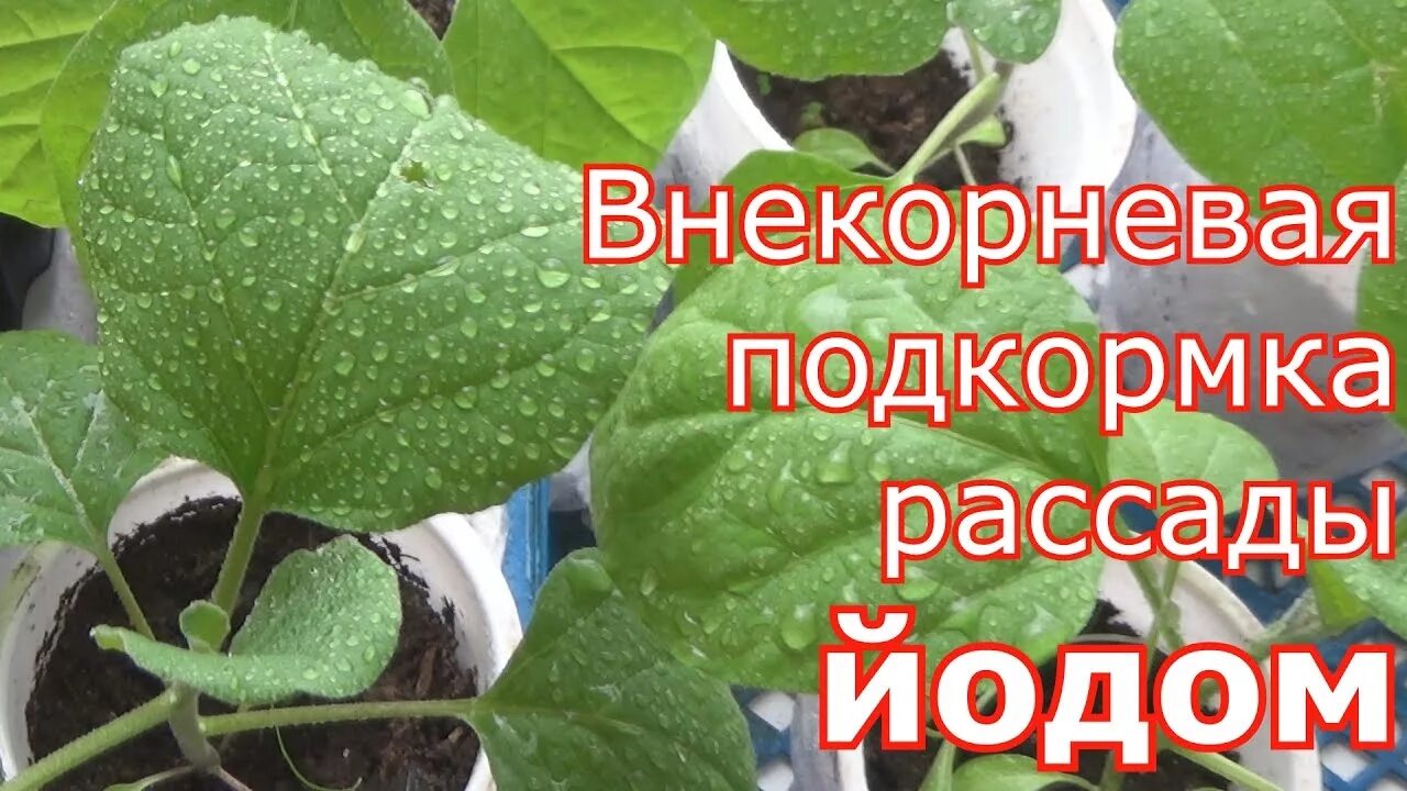 Подкормка рассады перца йодом. Йод для рассады. Подкормить помидоры рассаду йодом. Баклажаны поливать йодом. Можно ли поливать водой с йодом баклажаны и перцы.