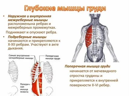 Сокращение мышц в грудной клетке