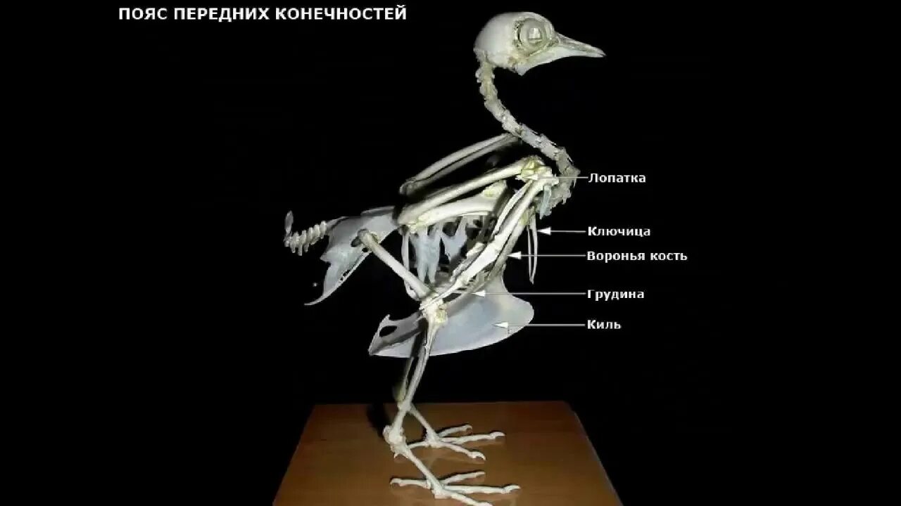 Скелет передней конечности птиц состоит из. Скелет археоптерикса и птицы. Строение скелета птицы. Скелет голубя. Внутреннее строение птиц.