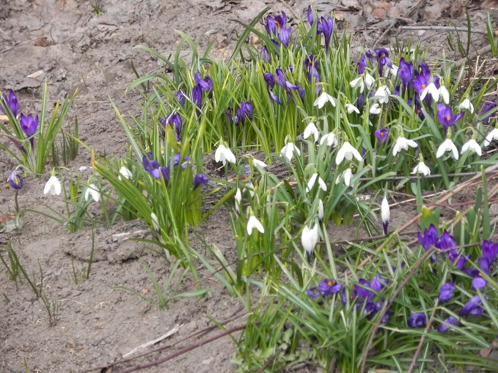 Луковичные многолетники крокусы. Первоцветы (подснежники, крокусы, гиацинты). Первоцветы подснежники крокусы. Первый весенний цветок в саду. Хионодокса с тюльпанами.