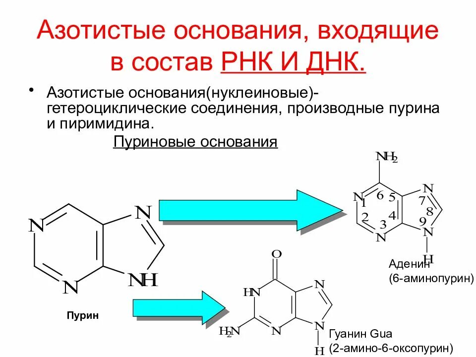 Пурин аденин гуанин. Пуриновые азотистые основания. Пуриновые основания РНК. Азотистые основания РНК формулы.