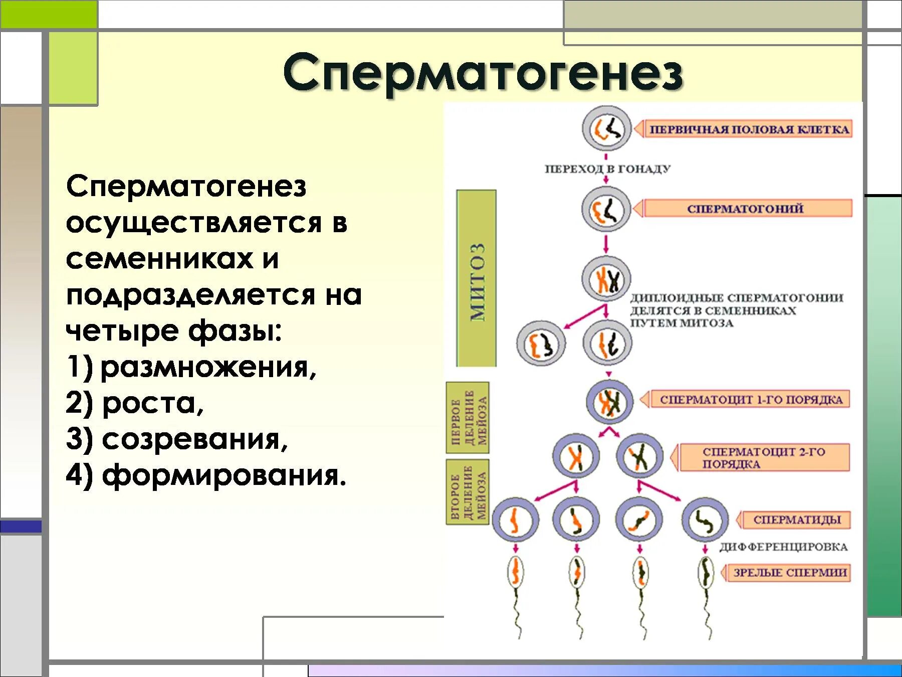 1 Размножения сперматогенез. Сперматогенез и овогенез. Сперматогенез рост размножение. Фаза созревания сперматогенеза. Деление первичных половых клеток