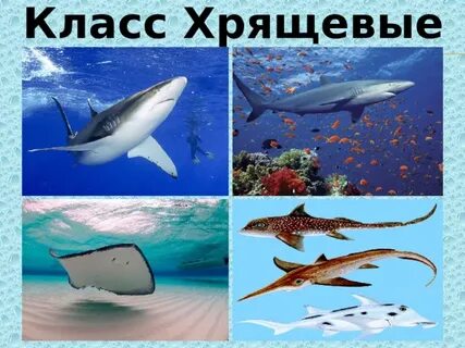 Жабры класс хрящевые рыбы