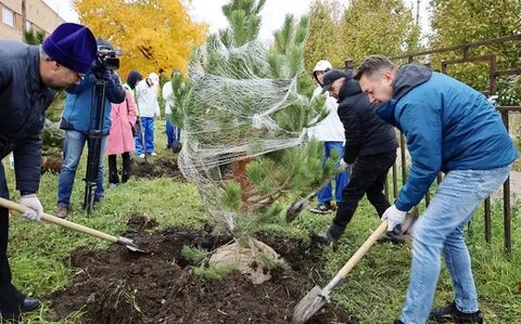 Тульская область новомосковск саженцы