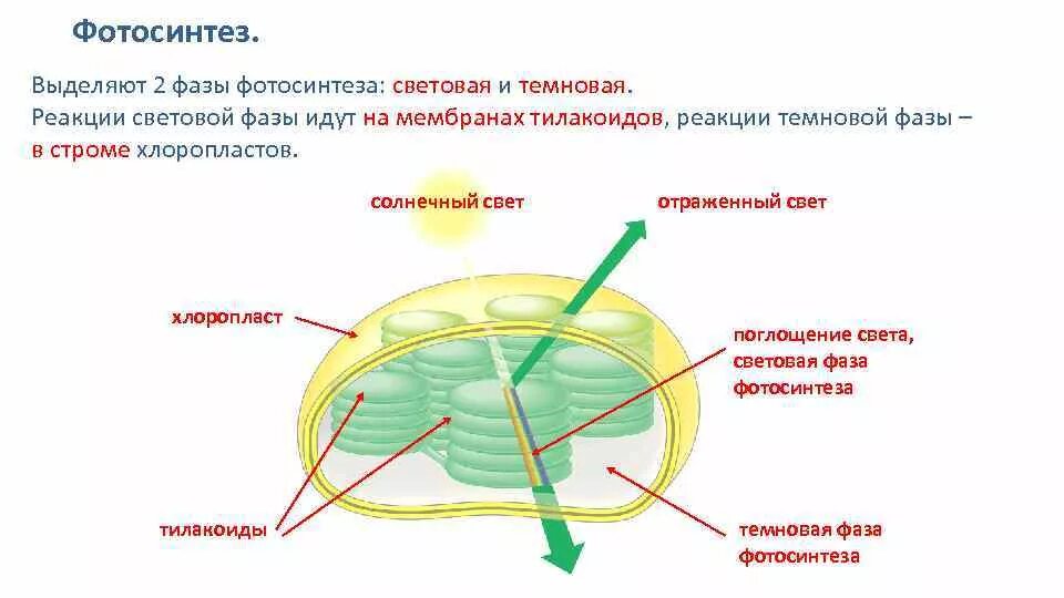 Хлоропласт темновая фаза. Строма хлоропласта фаза. Фотосинтез ЕГЭ биология. Фотосинтез в хлоропласте рисунок. Световая фаза хлоропласта.